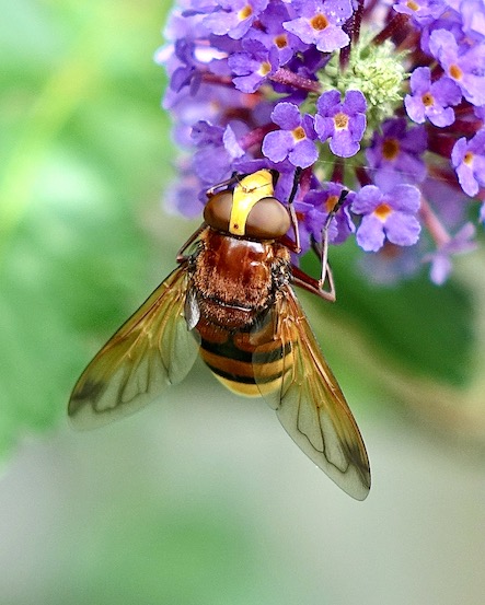 hover-fly